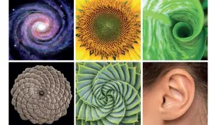 Sześć obrazów: galaktyka spiralna, słonecznik, liść, szyszka, sukulent i ucho, wszystkie pokazują wzory spiralne.